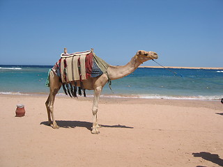 Image showing Camel