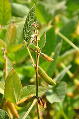 Image showing Soybean (Glycine max)