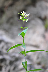 Image showing White swallow-wort (Vincetoxicum hirundinaria)