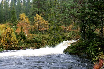 Image showing Forest in autumn