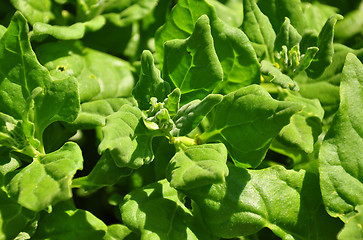 Image showing New Zealand spinach (Tetragonia tetragonioides)