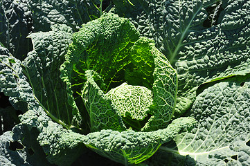 Image showing Savoy cabbage