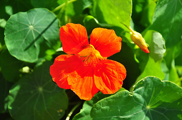 Image showing Garden nasturtium (Tropaeolum majus)