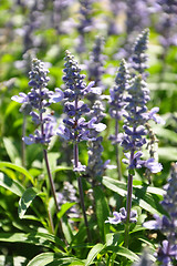 Image showing Mealy sage (Salvia farinacea)