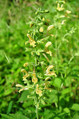 Image showing Sticky sage (Salvia glutinosa)