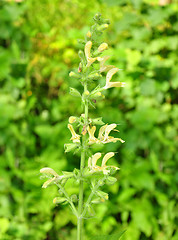 Image showing Sticky sage (Salvia glutinosa)