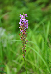 Image showing Fragrant orchid (Gymnadenia conopsea)