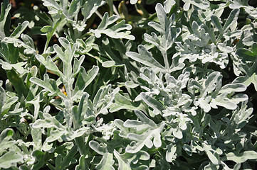 Image showing Silver wormwood (Artemisia stelleriana)