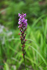 Image showing Fragrant orchid (Gymnadenia conopsea)