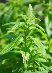 Image showing Sweetleaf (Stevia rebaudiana)
