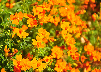 Image showing Marigold (Tagetes tenuifolia)