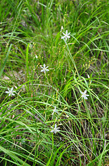 Image showing Spider plant (Anthericum ramosum)