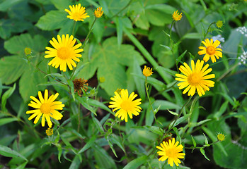 Image showing Ox-eye (Buphthalmum salicifolium)