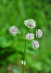 Image showing Great masterwort (Astrantia major)