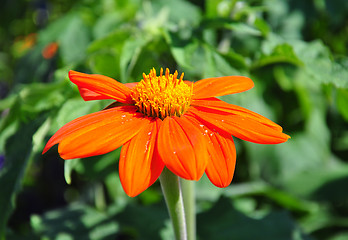Image showing Mexican sunflower (Tithonia rotundifolia)
