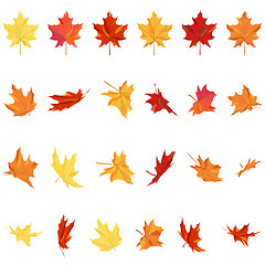 Image showing Maple Leaves Set