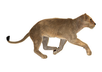 Image showing Female Lion