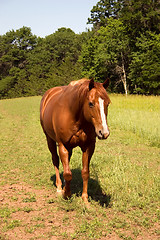 Image showing Pasture Walk