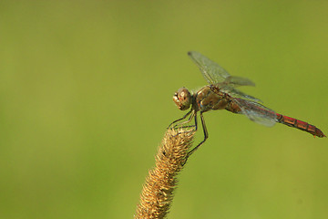 Image showing macro of dragonfly