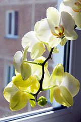 Image showing white orchid at the window