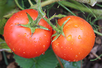 Image showing red tomatoes in the bush