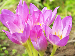 Image showing pink flowers of Colchicum autumnale