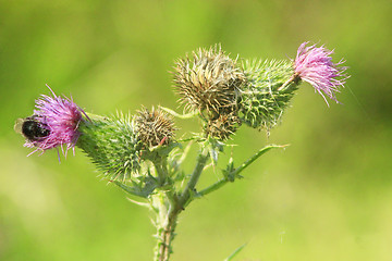 Image showing flowers of Carduus with bumblebee