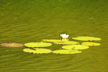 Image showing white flower of Nymphaea alba