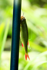 Image showing rudd hanging besides the fishing-rod