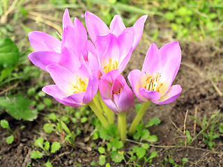 Image showing pink flowers of Colchicum autumnale