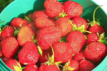 Image showing a pailful of ripe strawberry