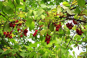 Image showing branches of red ripe schisandra 