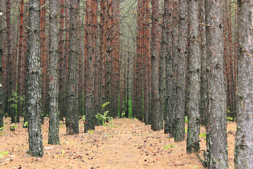 Image showing forest with pines