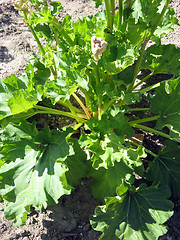 Image showing big bush of rhubarb