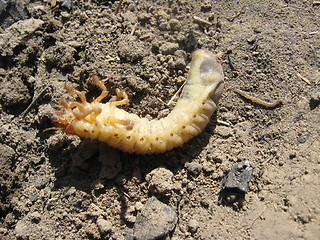 Image showing larva of may-bug