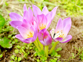 Image showing Pieris brassicae on the pink Colchicum autumnale