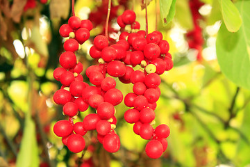 Image showing branch of red ripe schisandra 