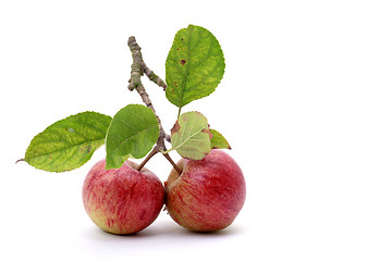 Image showing Two apples