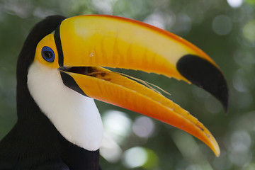 Image showing Colorful toucan - Ramphastos toco