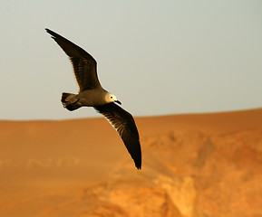 Image showing Bird