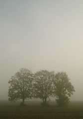 Image showing Trees With Fog