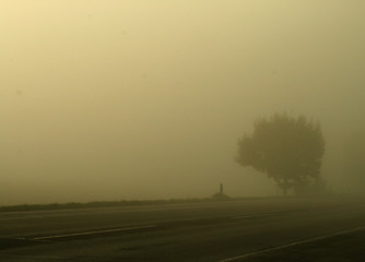 Image showing Trees With Fog