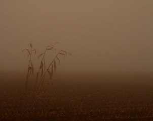 Image showing Corn With Fog