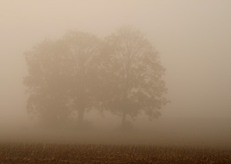 Image showing Trees With Fog