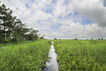 Image showing Narrow canal through a swamp