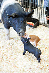 Image showing Black Pigs