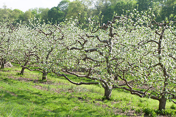 Image showing Spring Apple Orchard