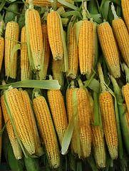 Image showing corn on a market