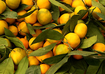 Image showing Oranges