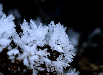 Image showing Ice Flowers